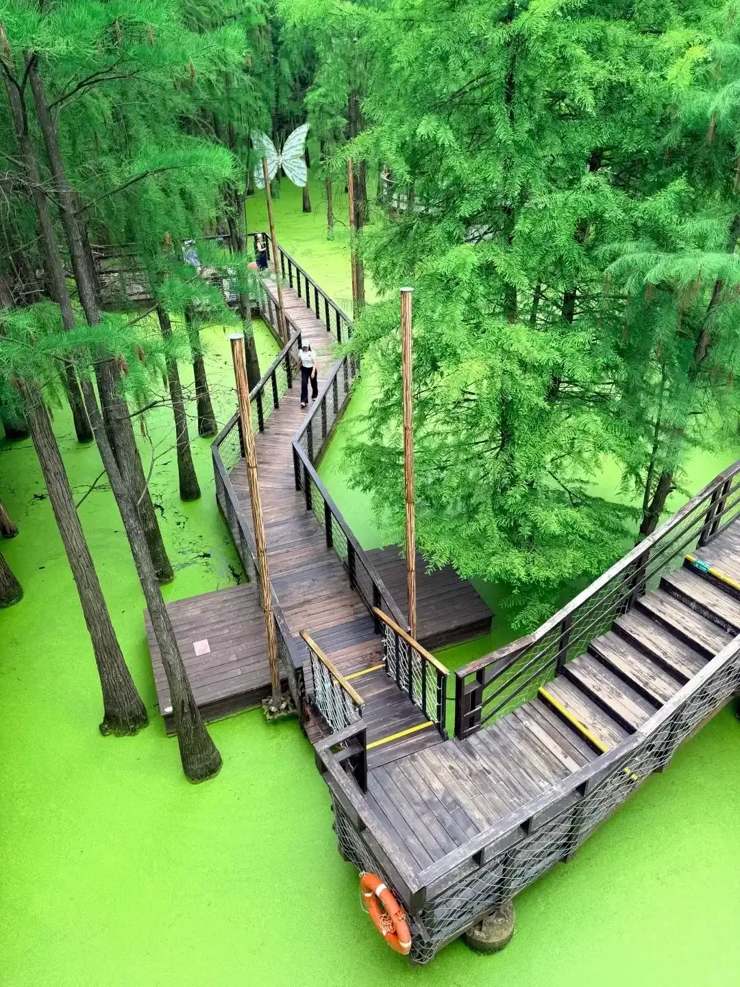 A boardwalk through trees and green water at Qingshan Lake Water Forest