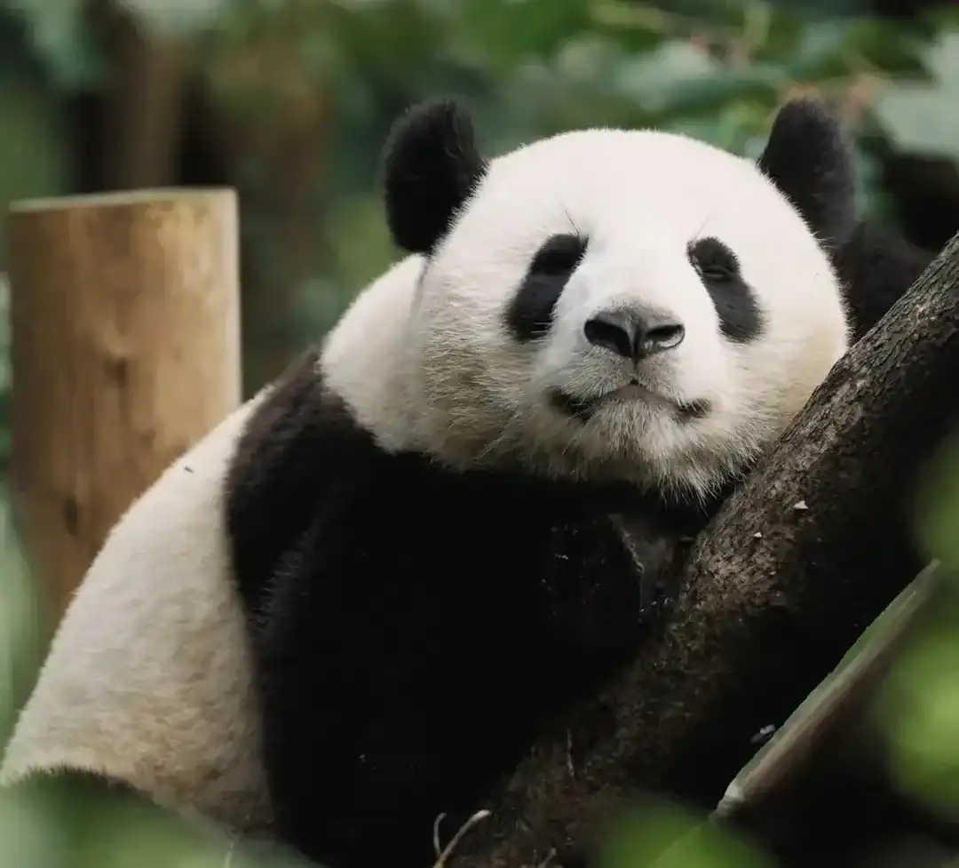 A giant panda resting on a tree trunk in the wooded Chengdu Panda Base