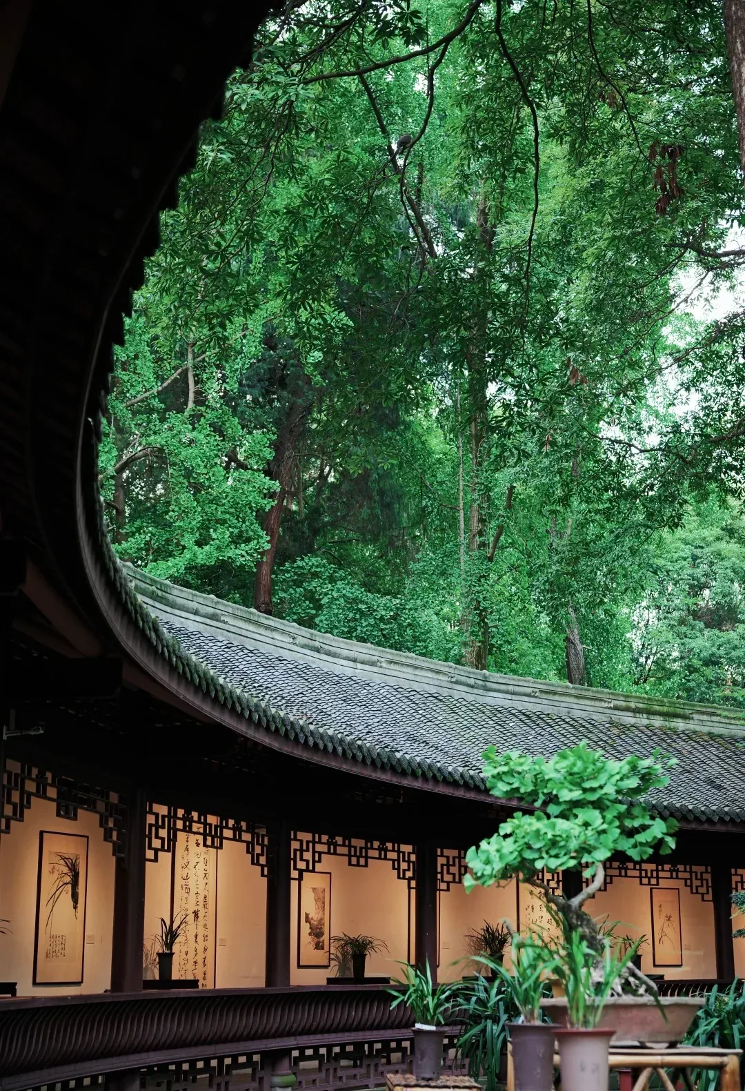 Tree-shaded courtyard at Du Fu Thatched Cottage