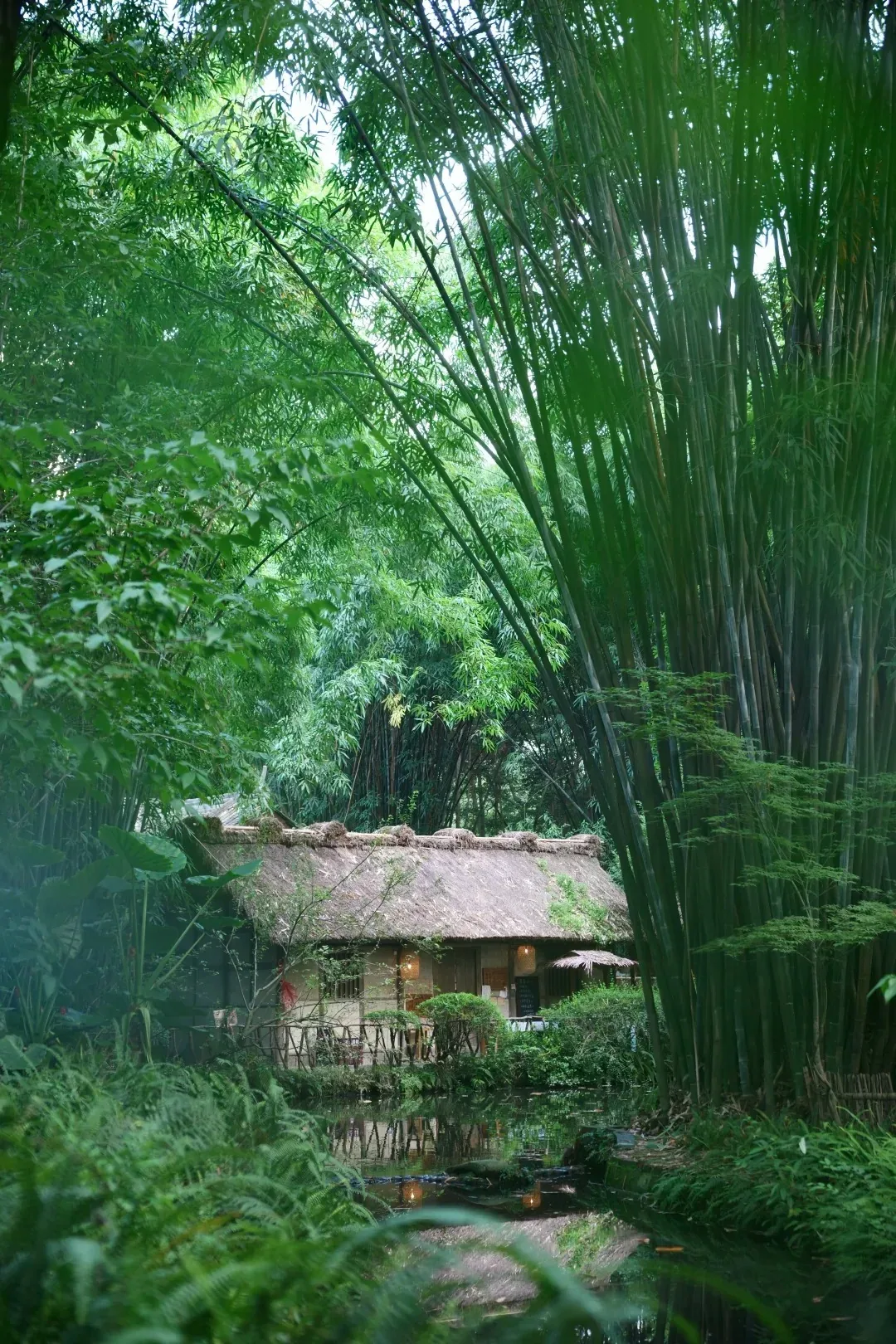 Thatched roof seen through dense bamboo