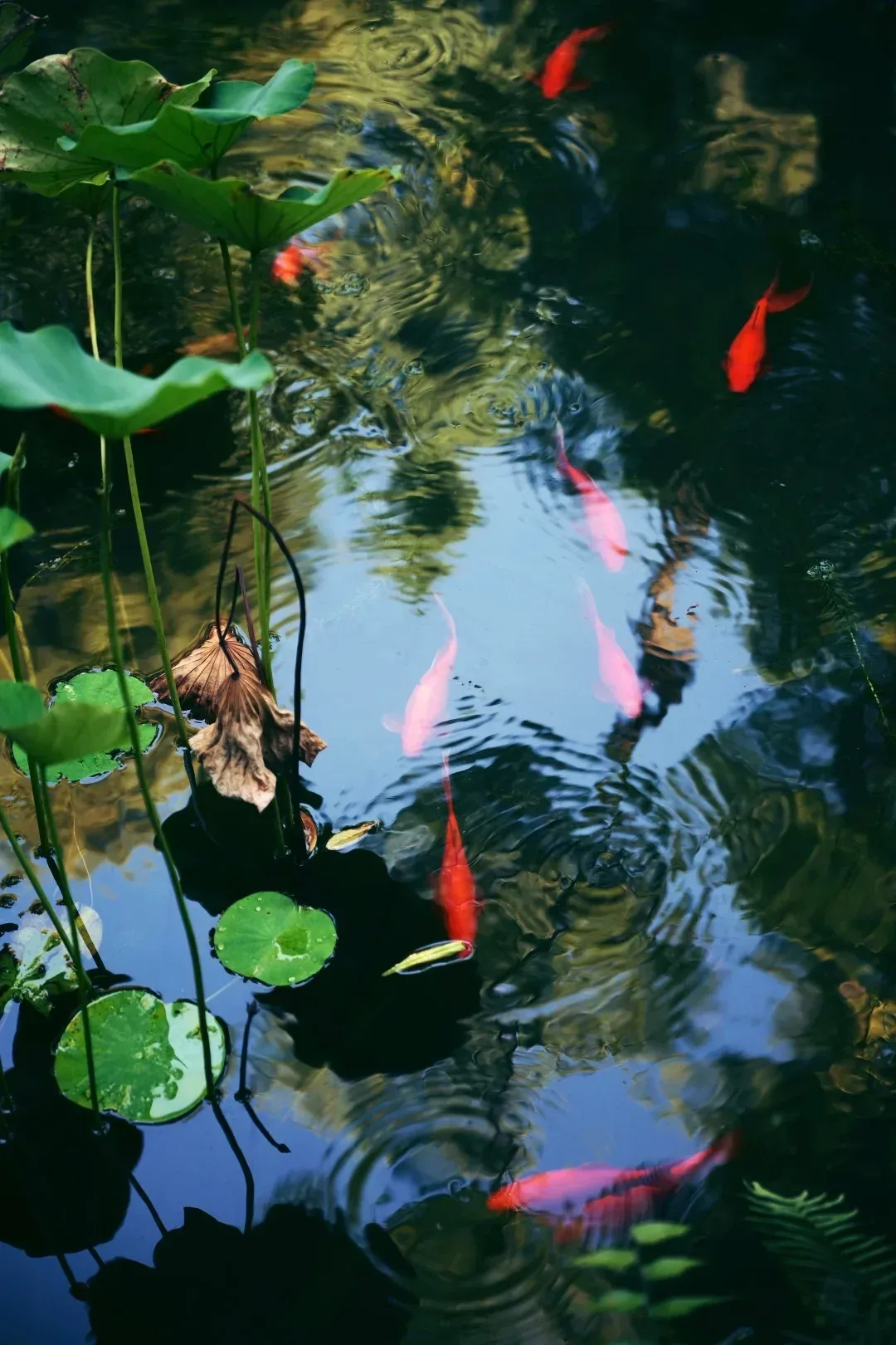 Lotus leaves and koi in a cottage pond