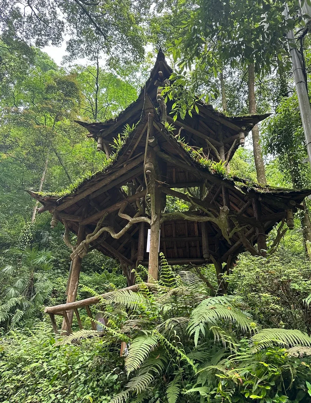 Timber pavilion in dense forest on Mount Qingcheng