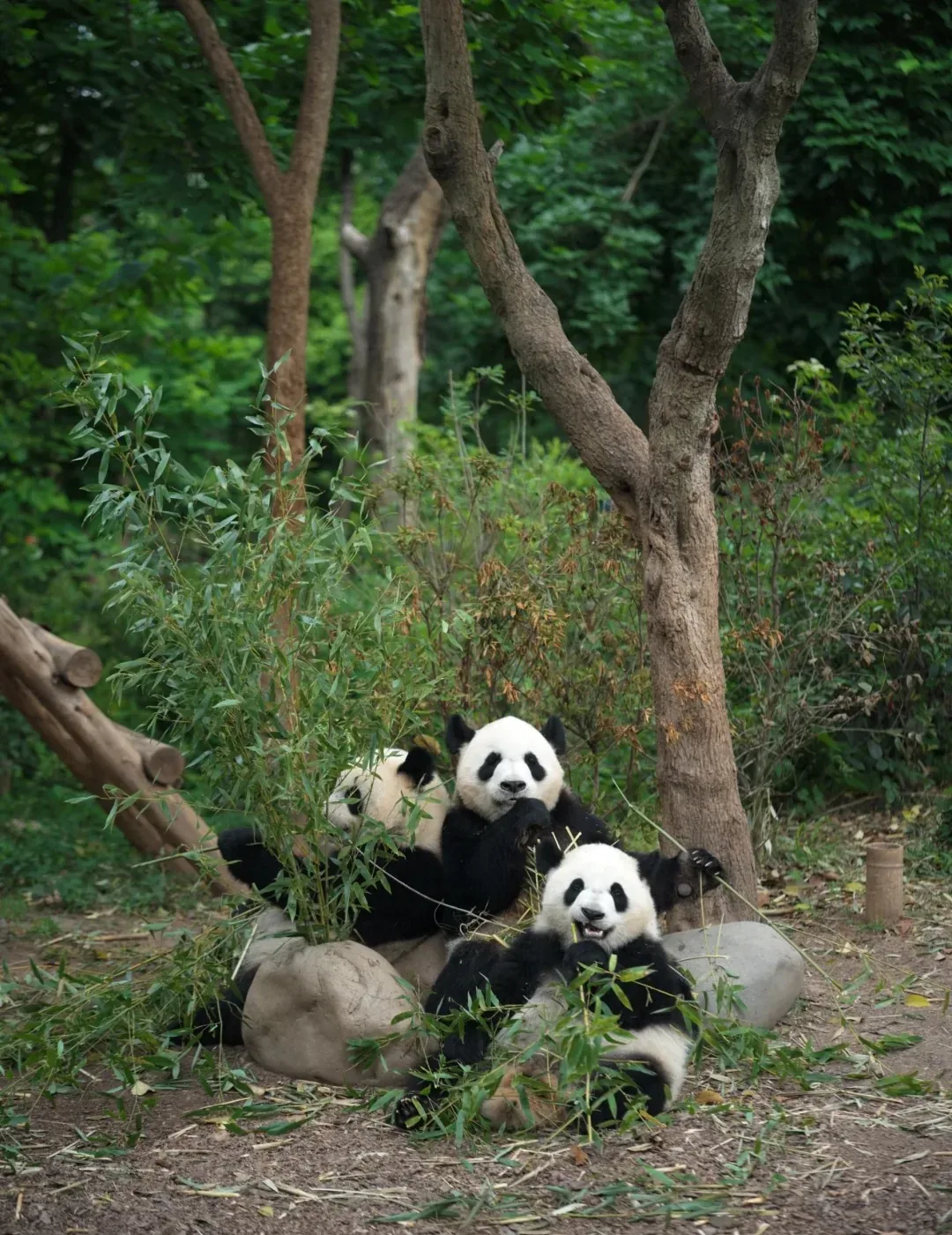 Several young giant pandas together in woodland