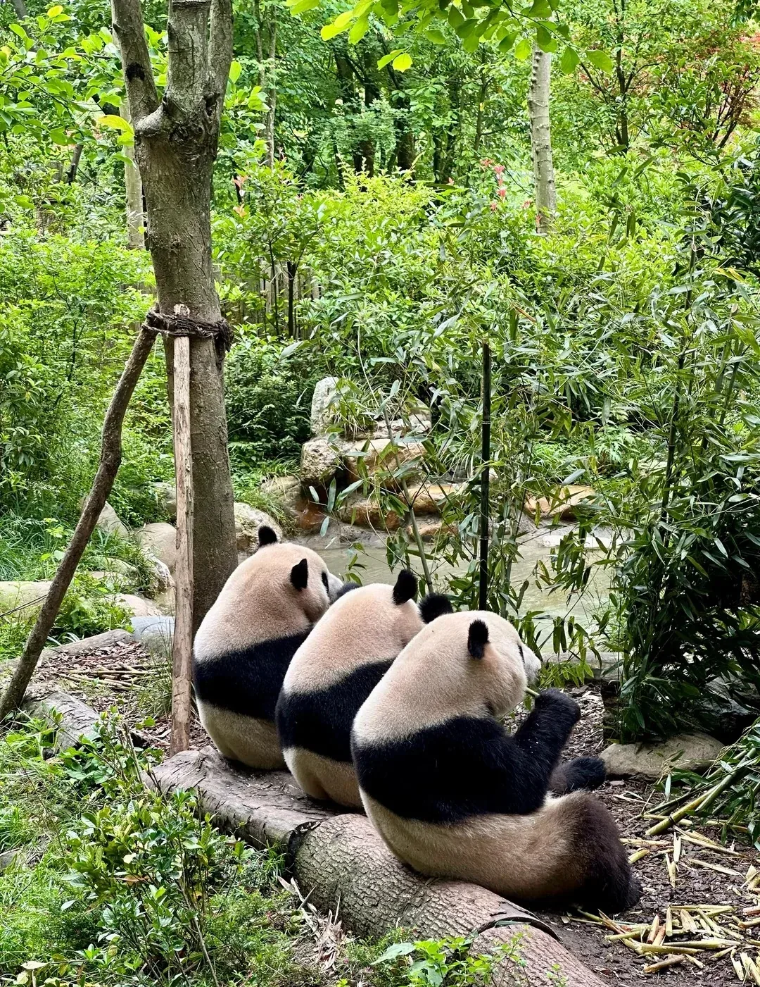 Three giant pandas sitting with their backs to visitors