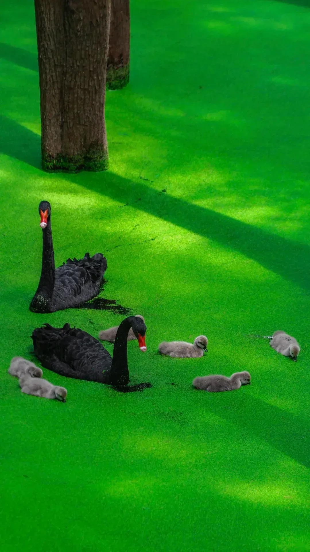 Black swans and young birds on Qingshan Lake