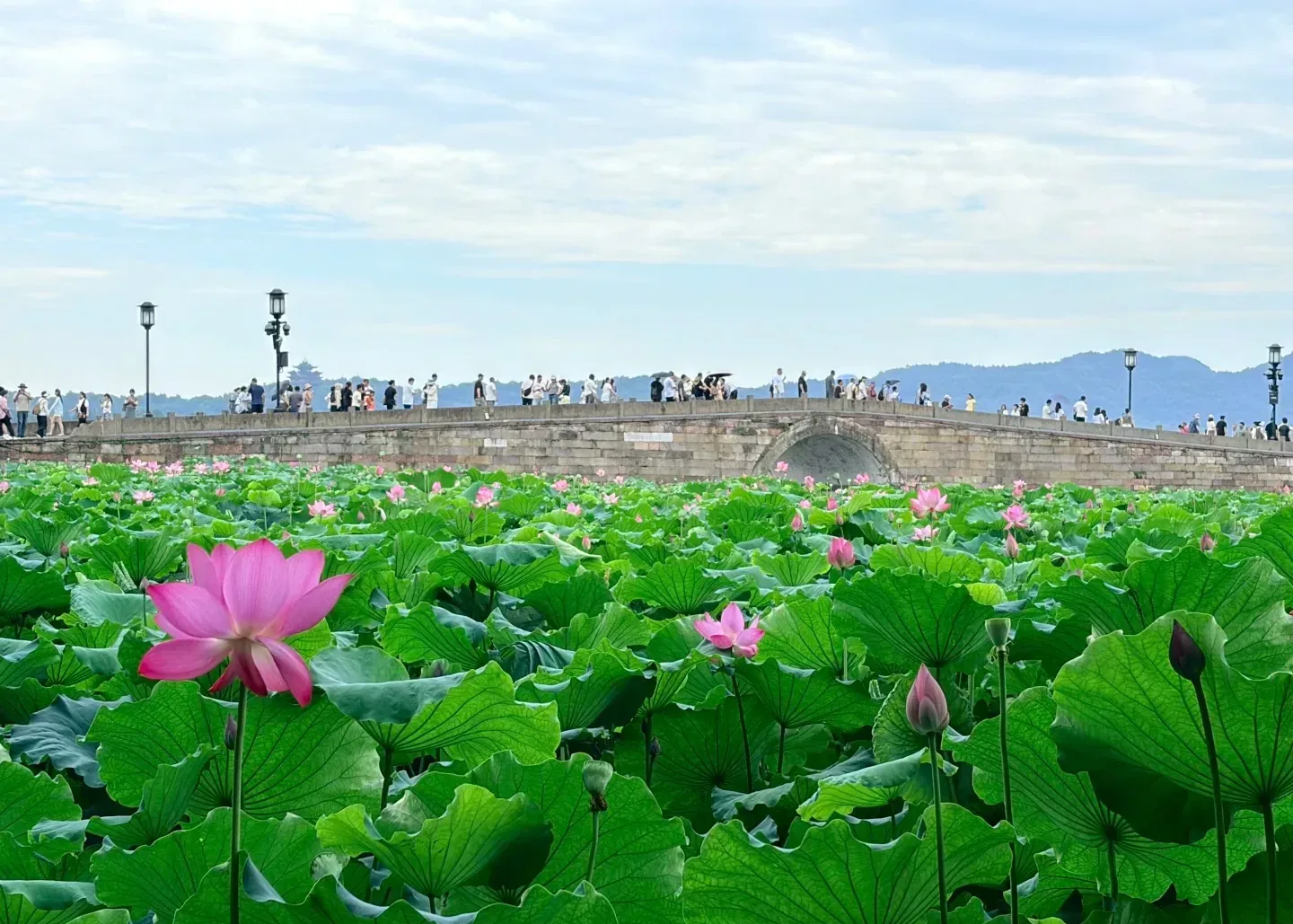 Broken Bridge and visitors during lotus season