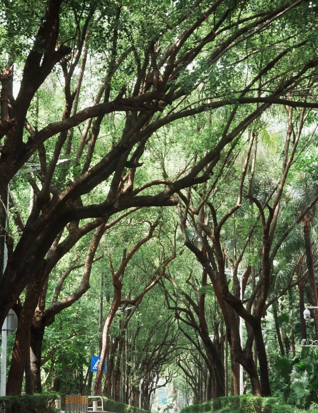 Tree-shaded street through OCT-LOFT