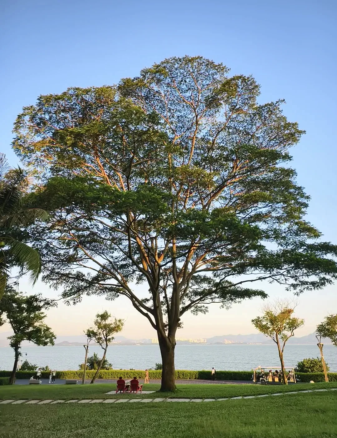 Tree-canopy lawn looking across Shenzhen Bay