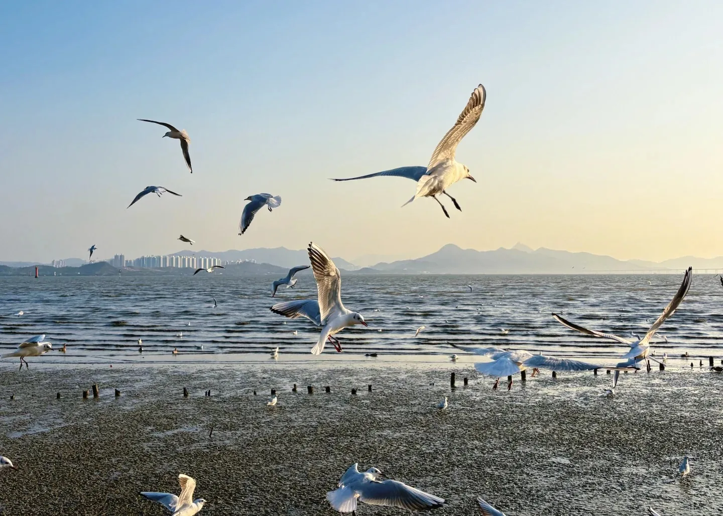 Sunset and shorebirds over the Shenzhen Bay tidal flat