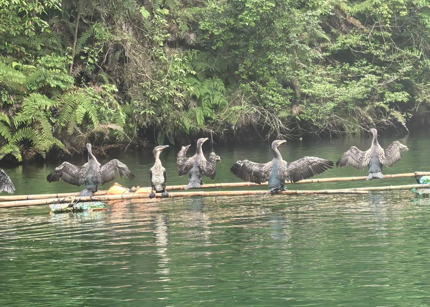 Cormorant and waterside setting